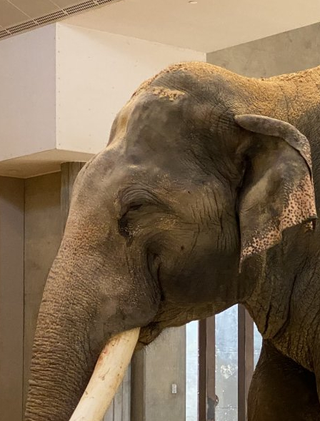 Spike (Asian Elephant)