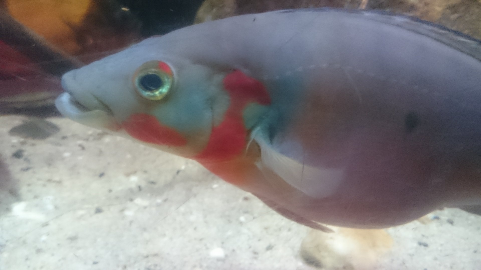 Spike cichlide-species