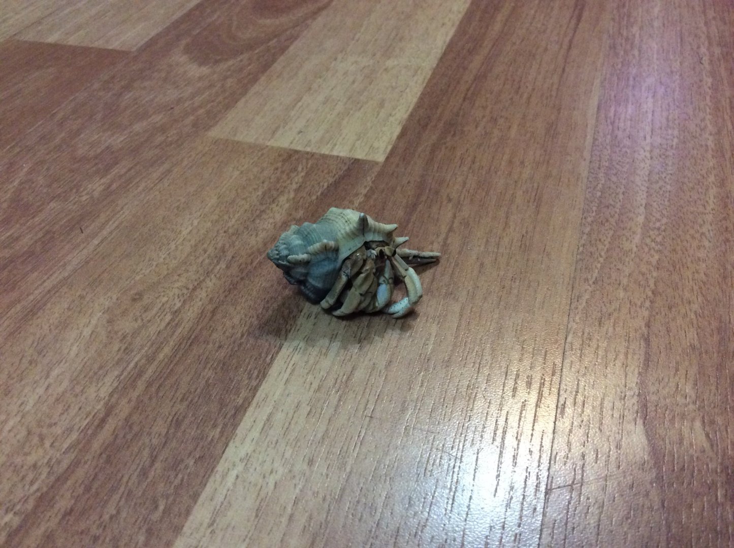 Spike my Hermit Crab