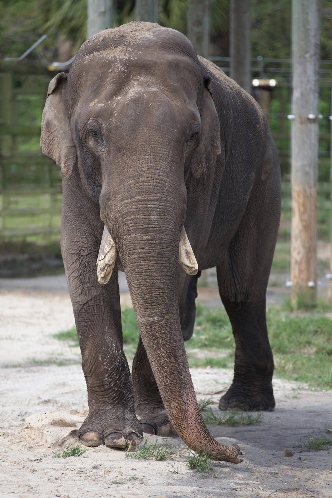 spike new male elephant