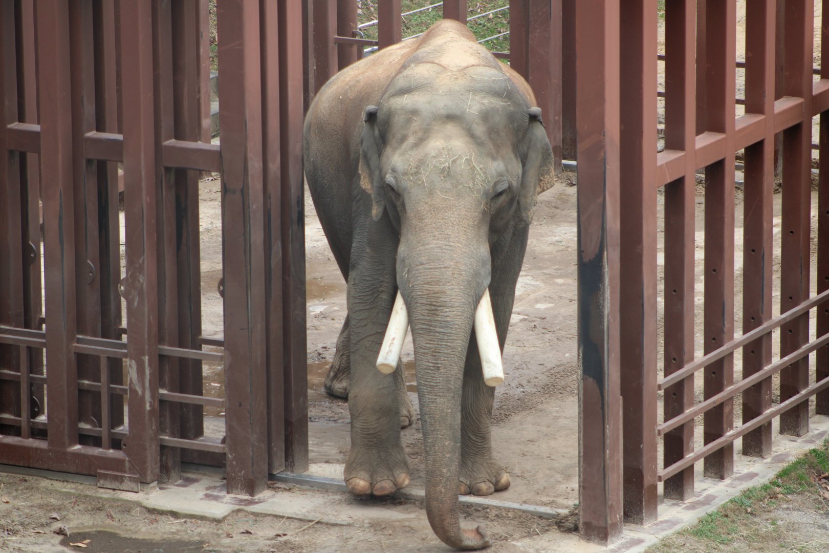 “Spike” the Asian Elephant (Elephas maximus)