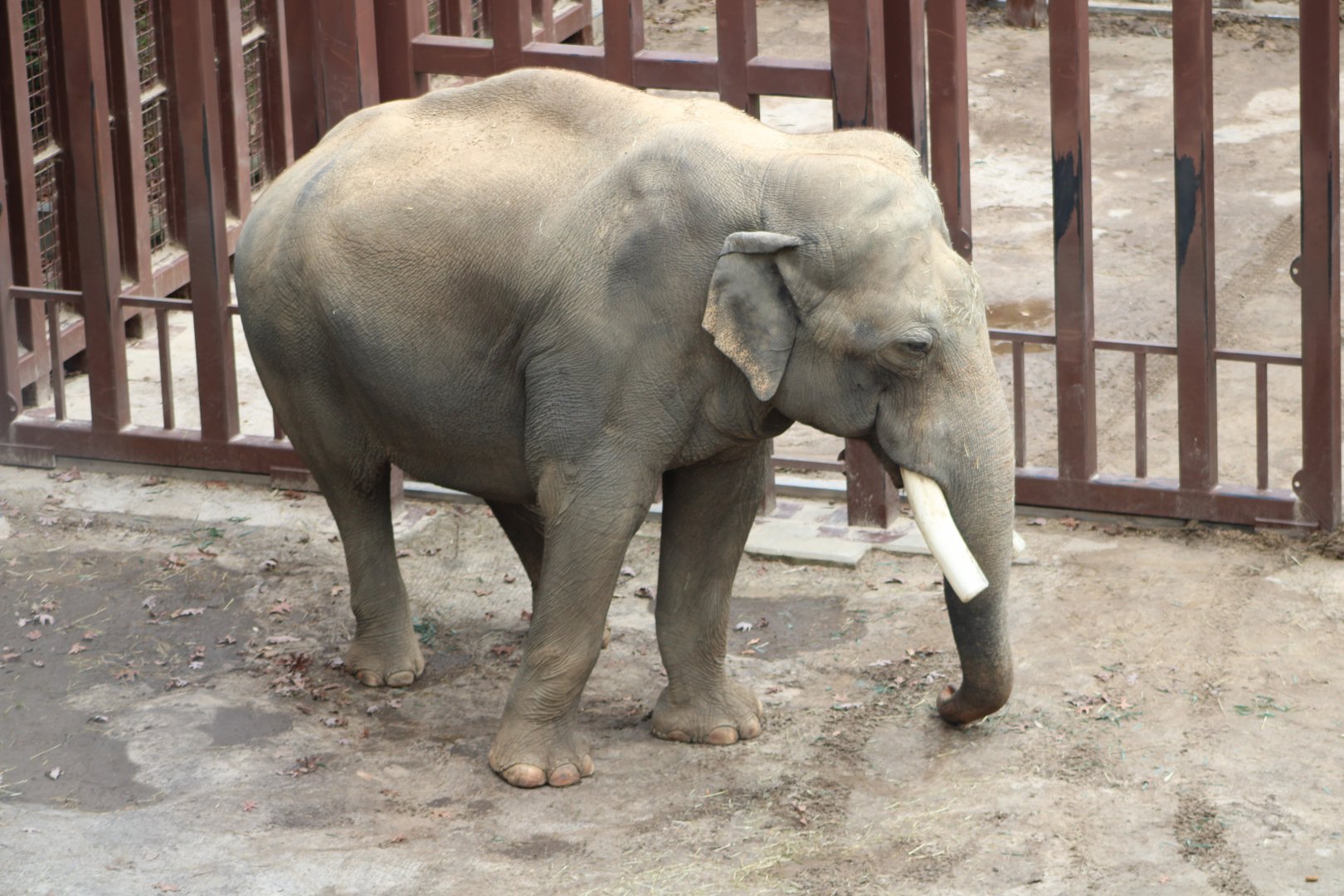 “Spike” the Asian Elephant (Elephas maximus)