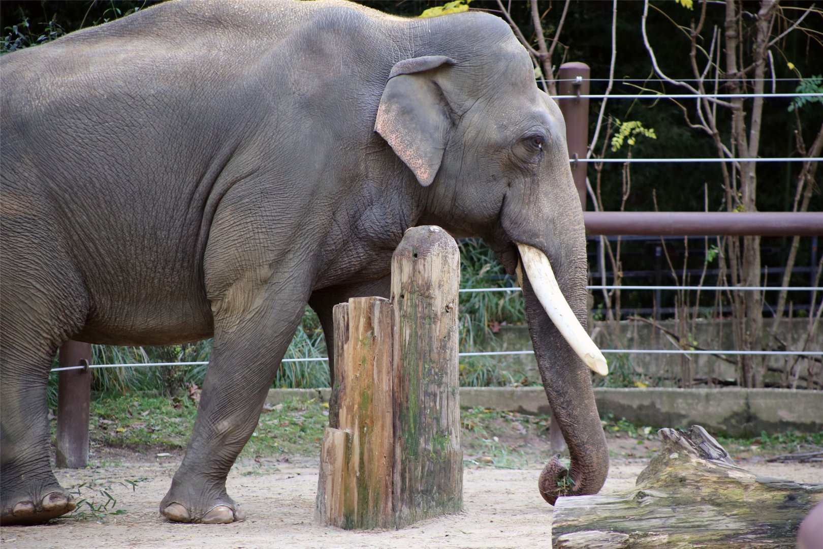 Spike the Asian Elephant