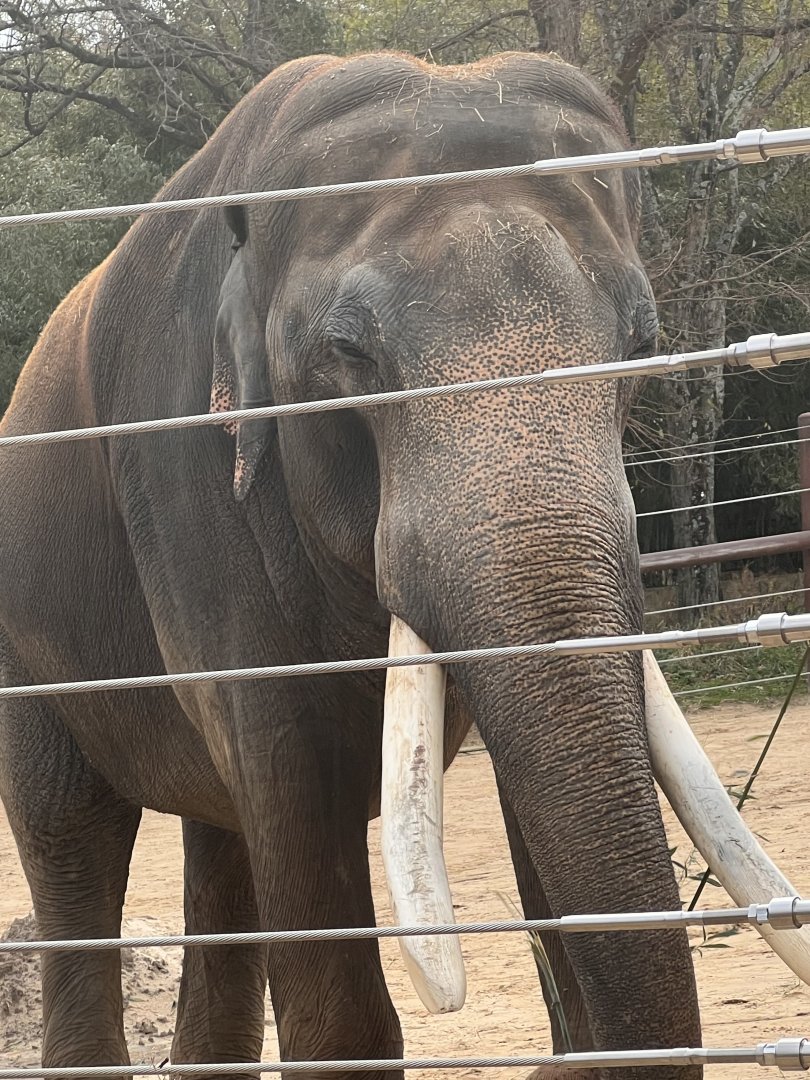 Spike the male Asian elephant