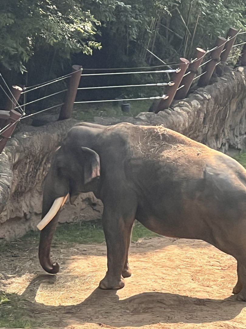 Spike the male Asian elephant