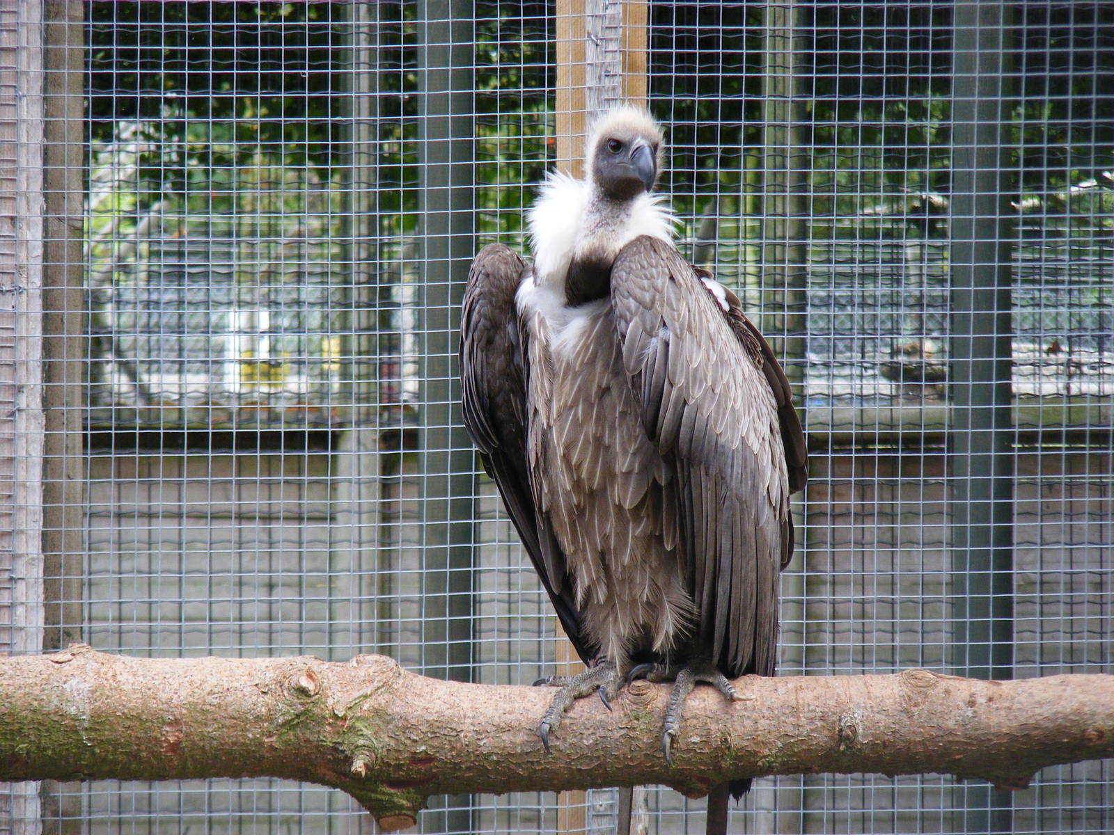 Spike the white-backed vulture at Wingham Wildlife Park, 15 August 2010