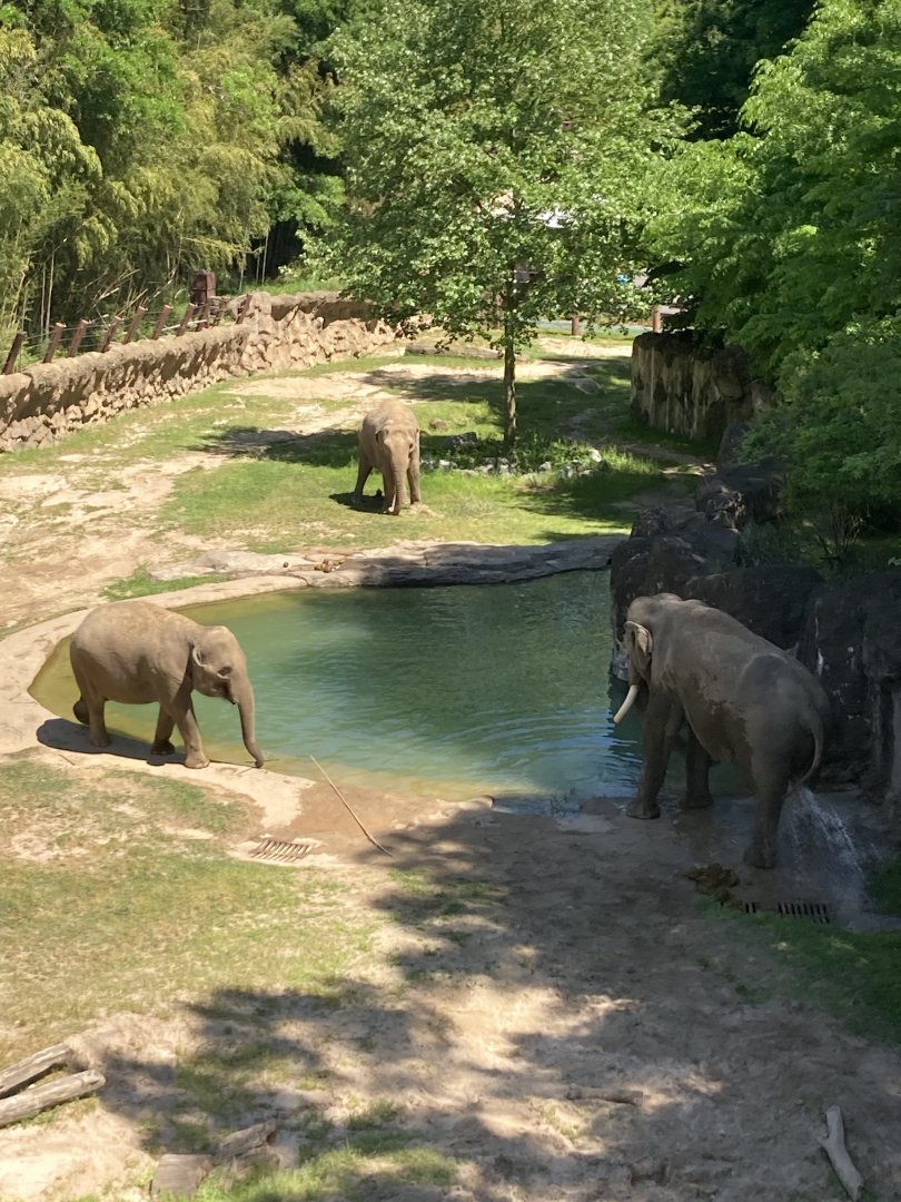 Spike with the European Cows