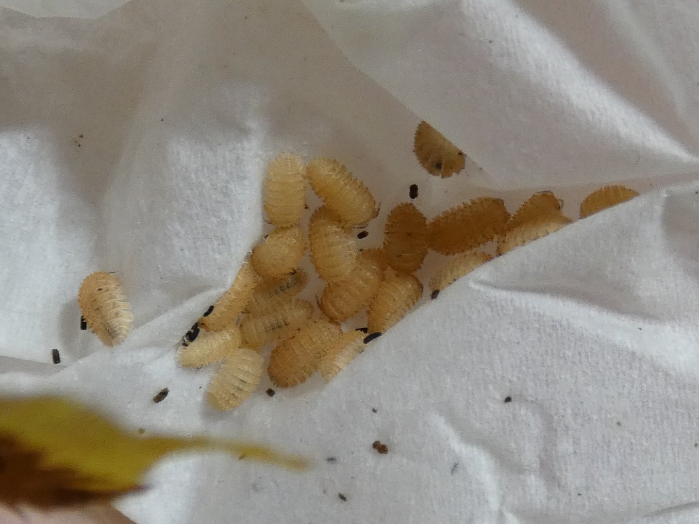 Spiky/crystal pineapple isopods