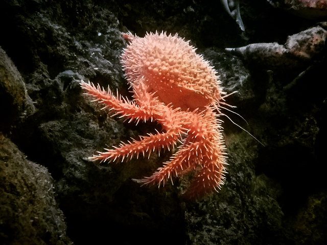 Spiky King Crab