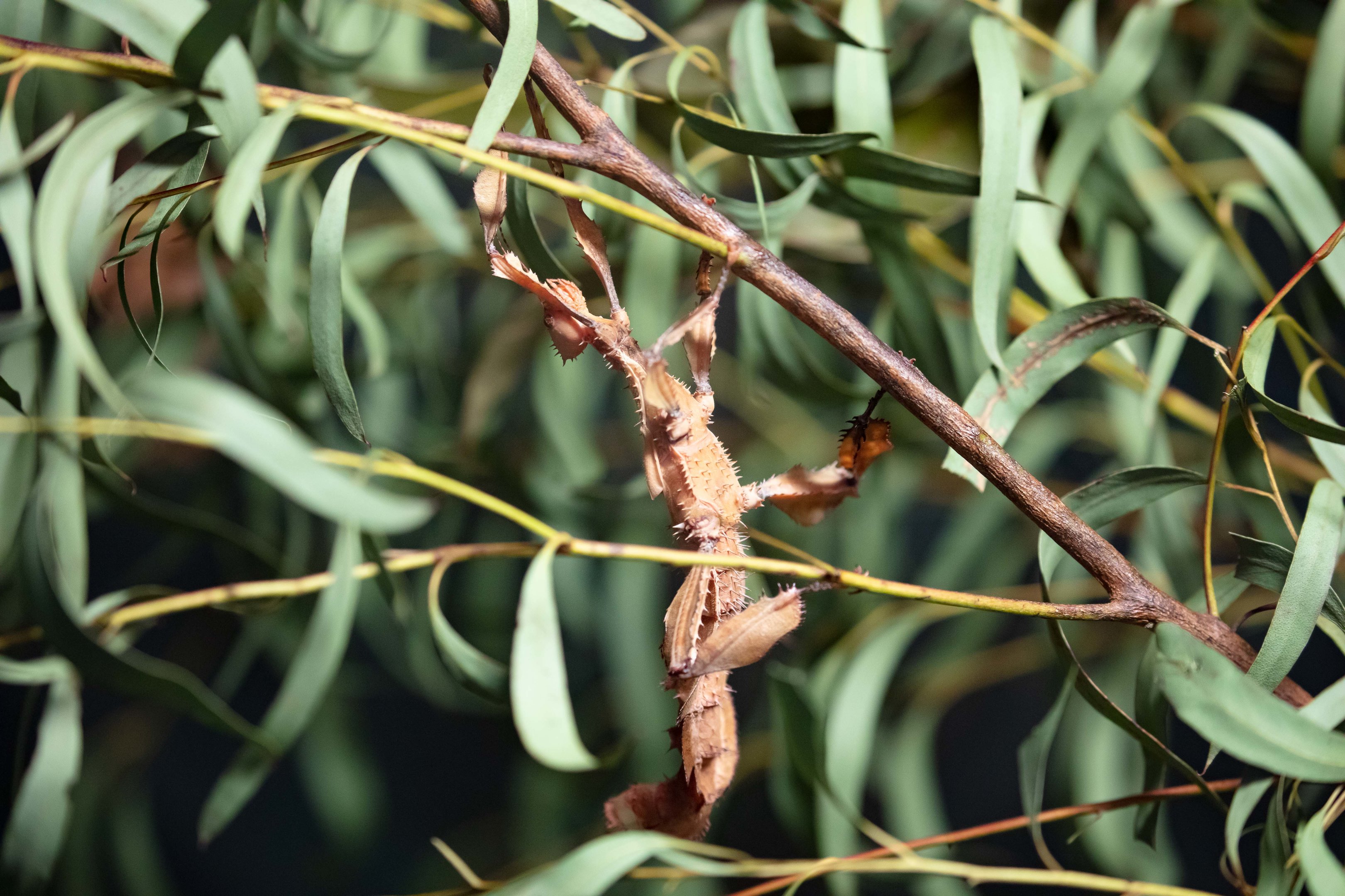 Spiky Leaf Insect