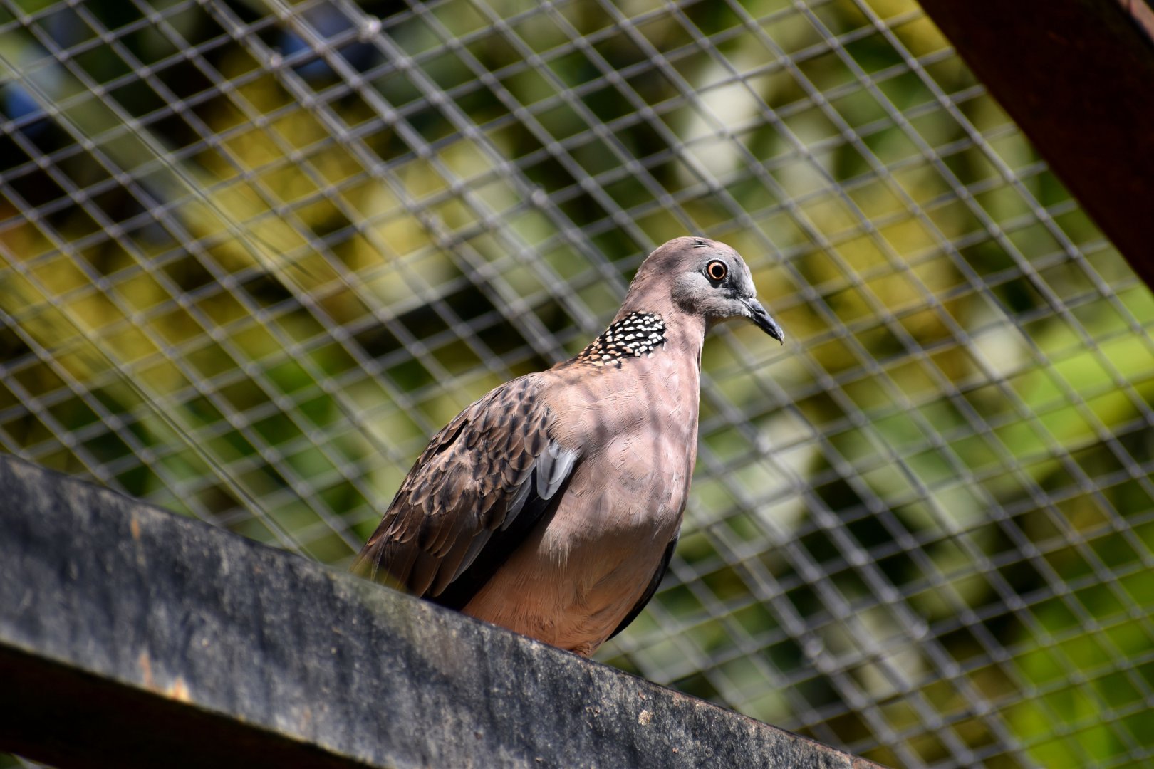 Spilopelia chinensis - Spotted Dove / Zoo d'Upie 2024
