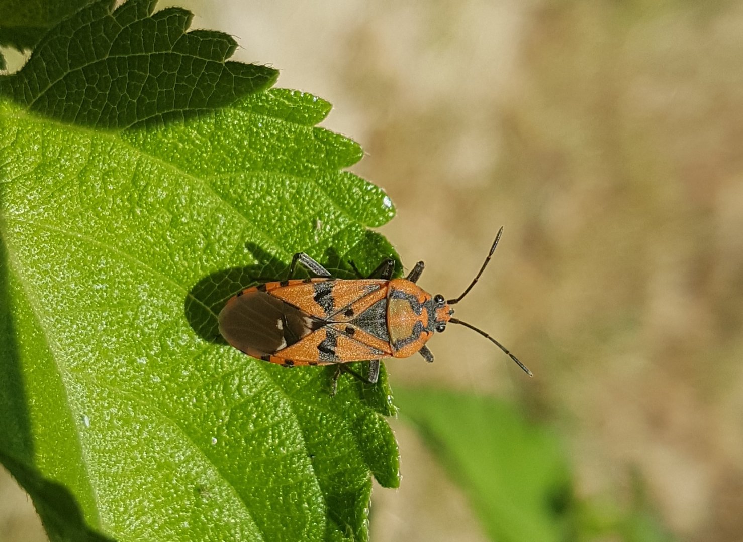 Spilostethus pandurus