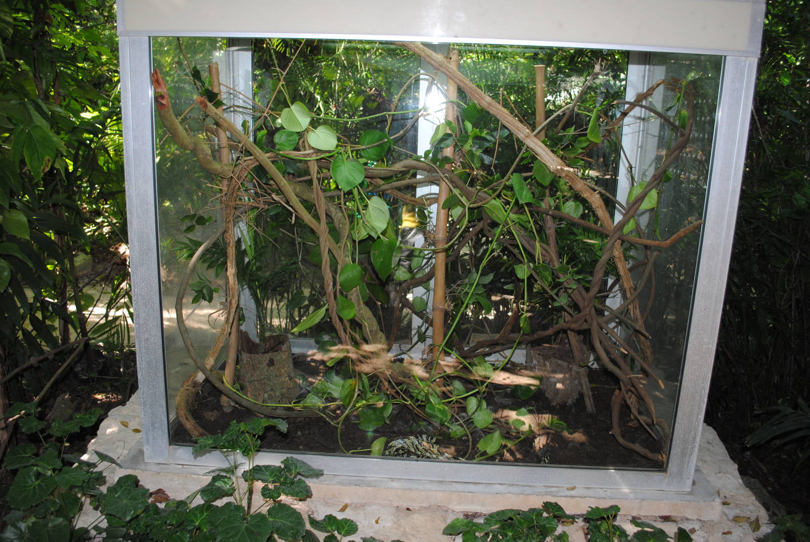 Spilotes pullatus terrarium