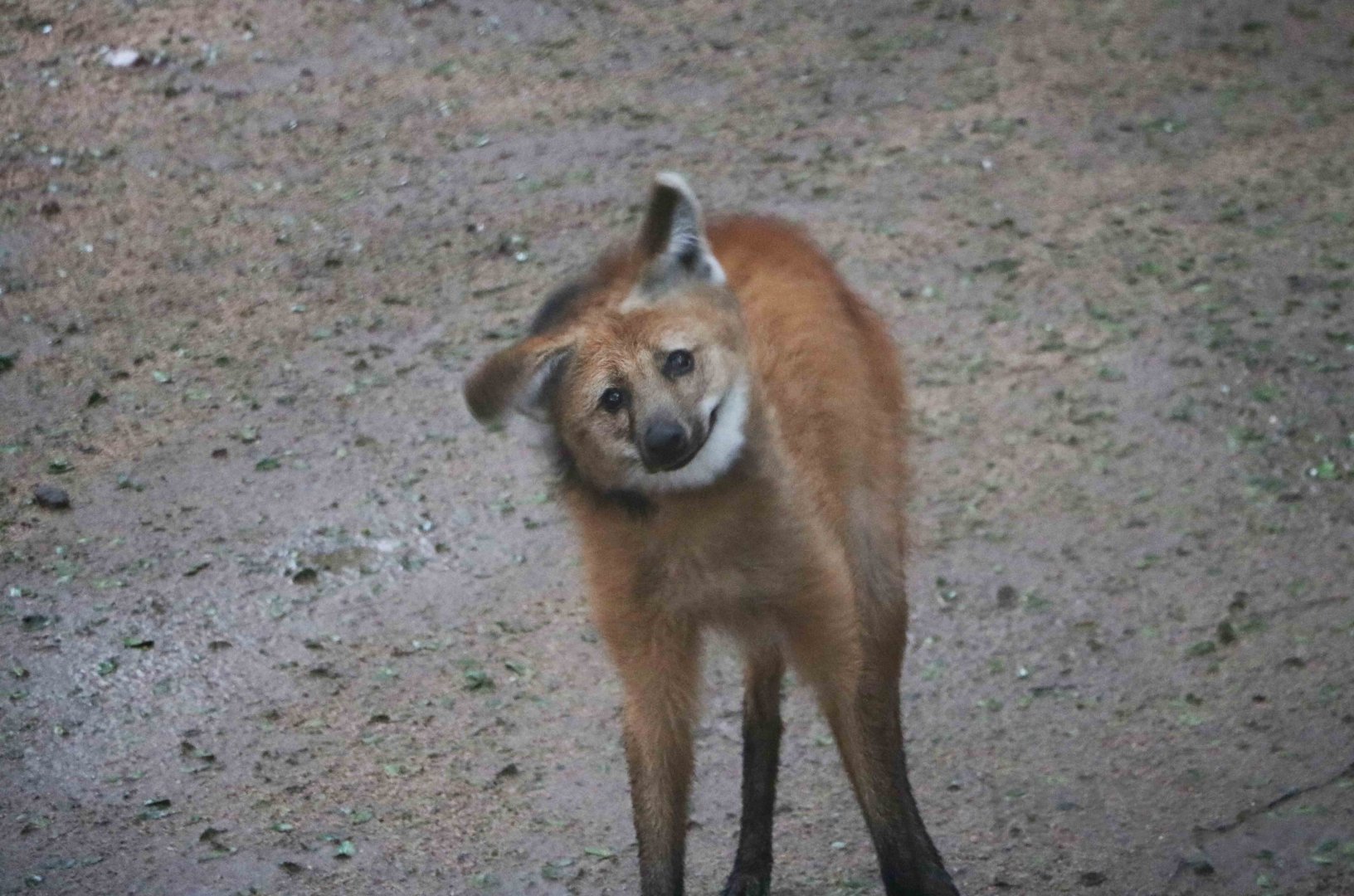 Spin dry maned wolf, April 2016