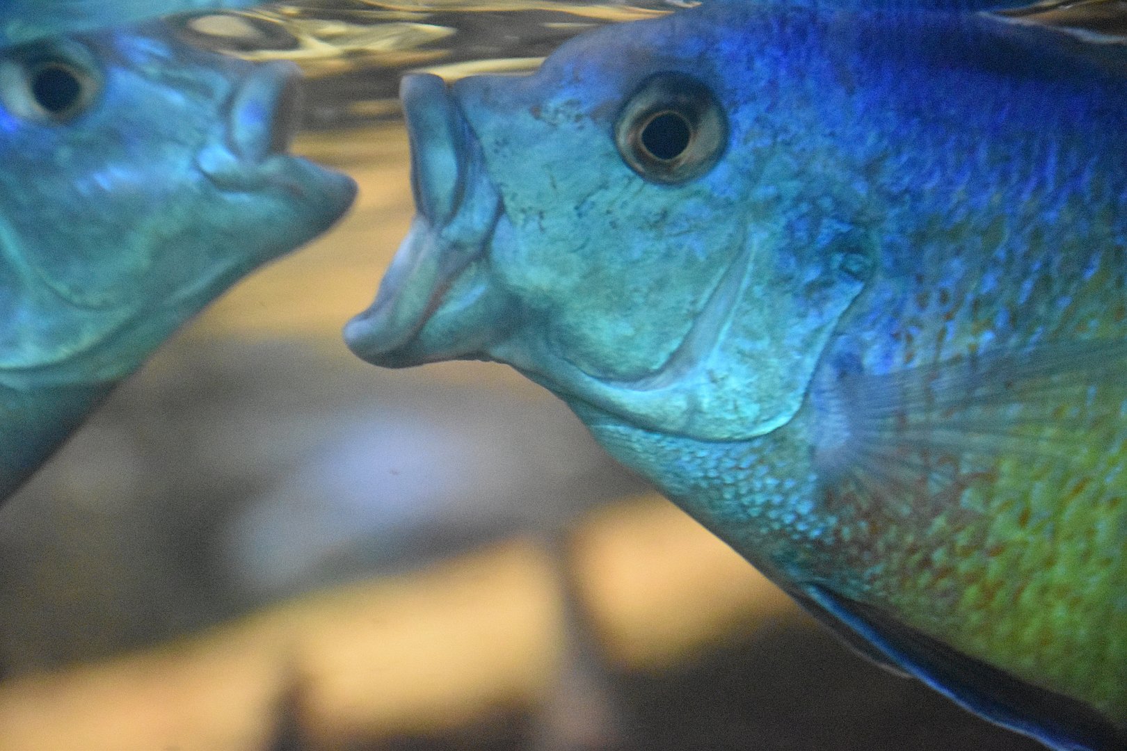 Spindle Hap (Protomelas taeniolatus)