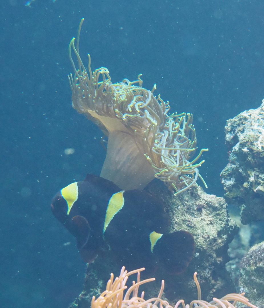 Spine-cheek anemonefish (Premnas biaculeatus) and sea anemone, 2021-06-12