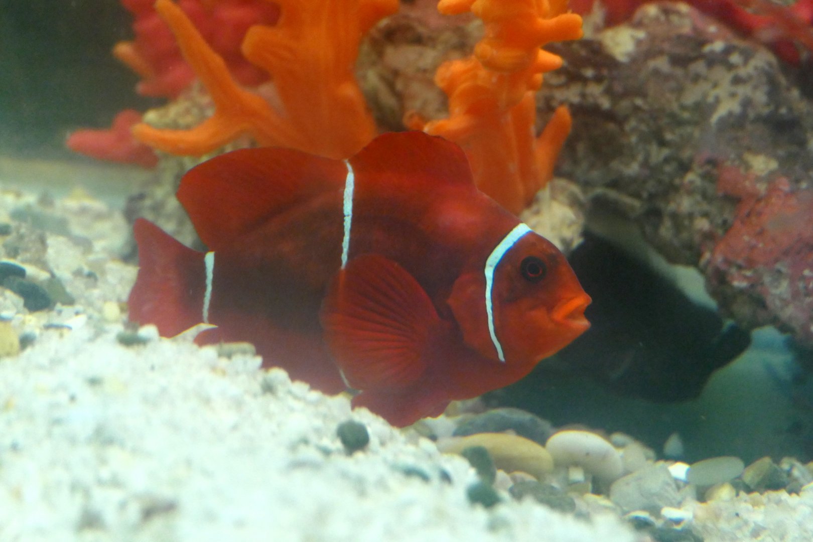Spinecheek Anemonefish (Amphiprion biaculeatus)