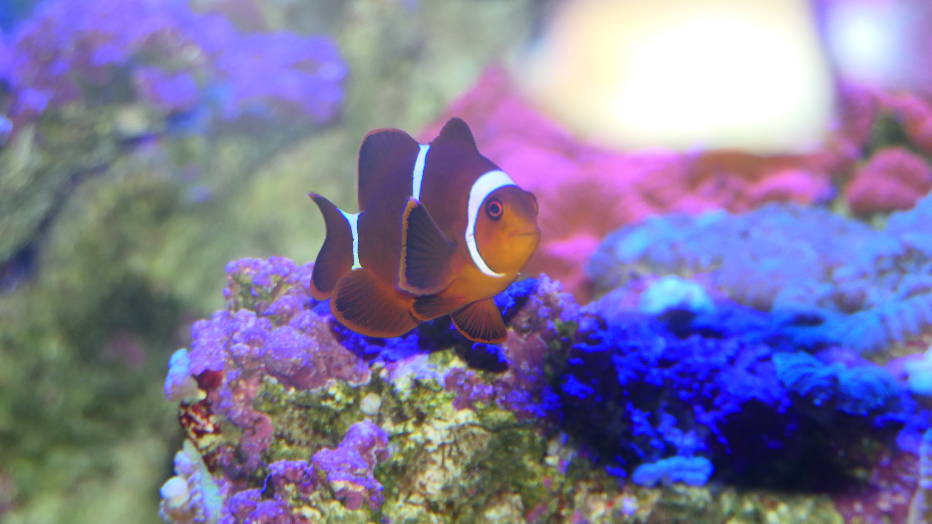 Spinecheek Anemonefish (Premnas biaculeatus) - Dolphin Discovery Centre, Bunbury