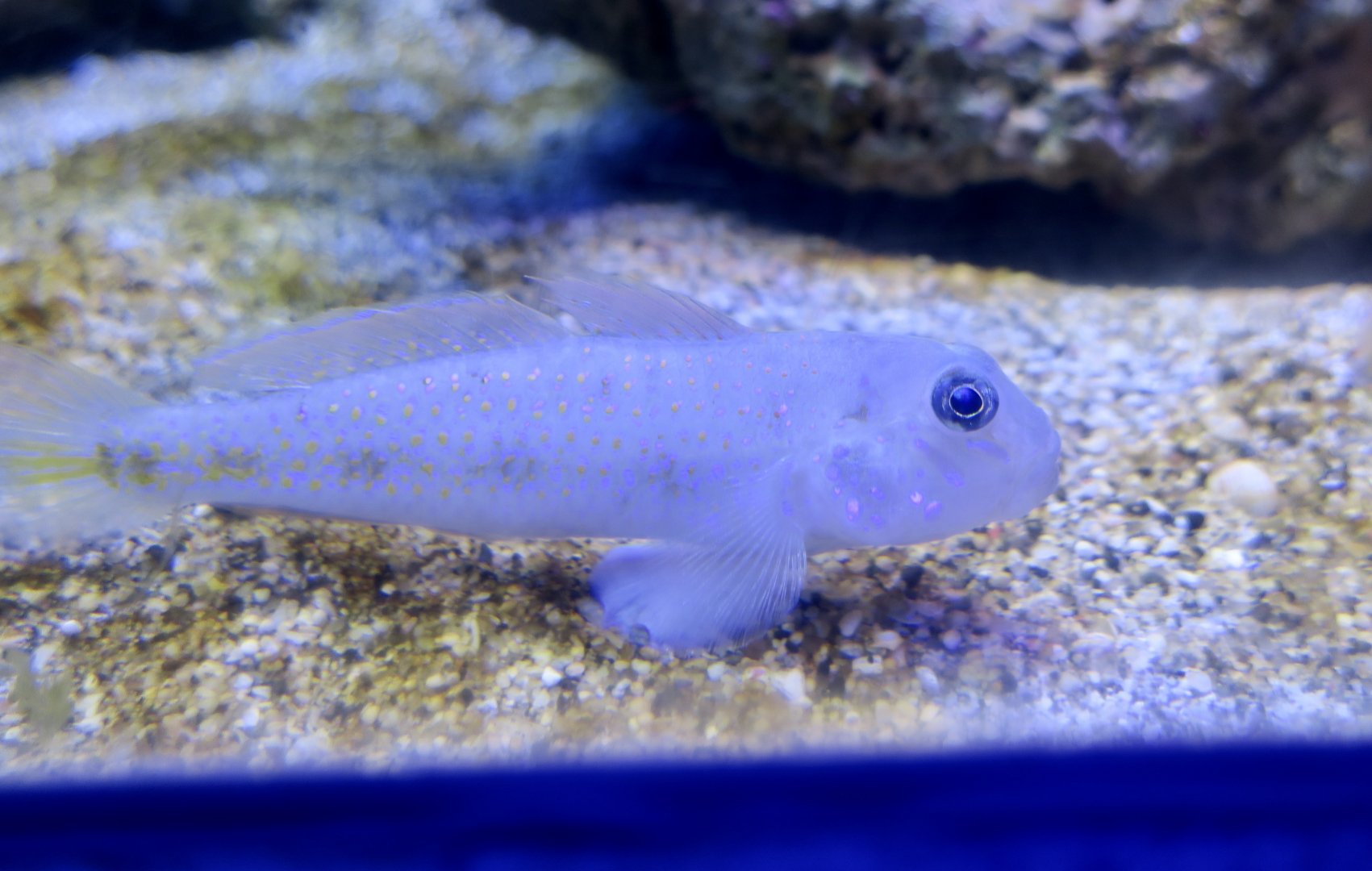 Spinecheek Goby (Oplopomus oplopomus)