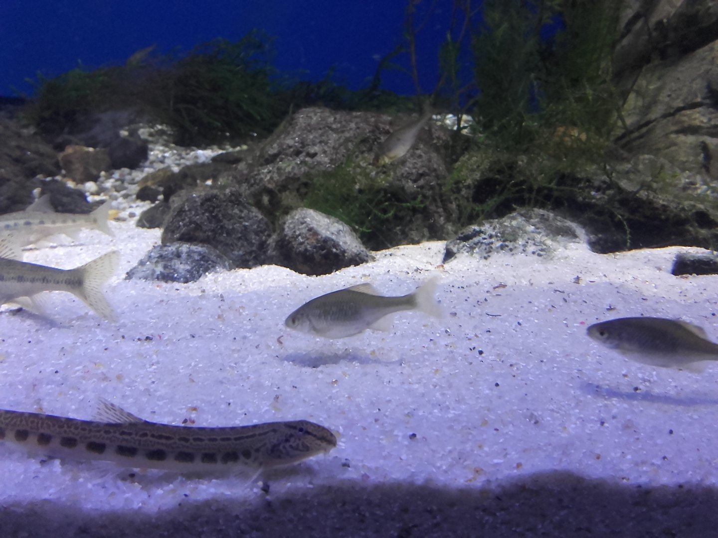 Spined loach and European bitterlings