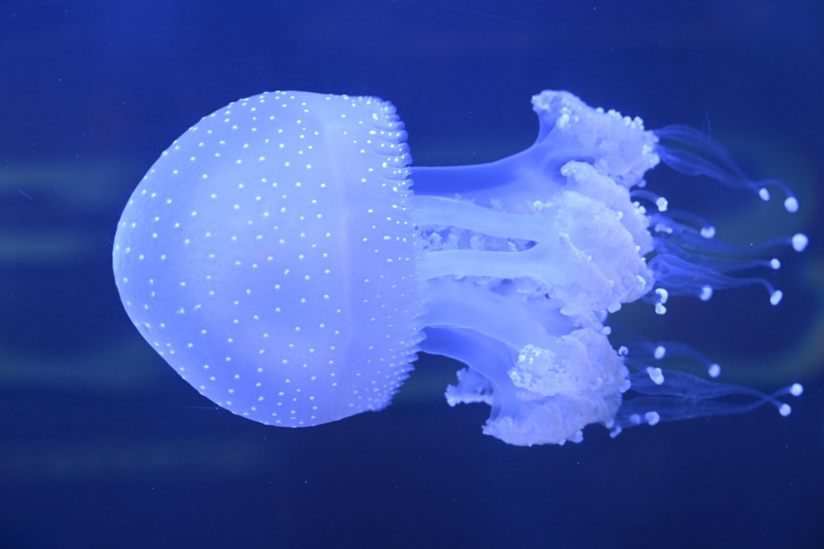 Spineless - Australian Spotted Jelly (Phyllorhiza punctata)