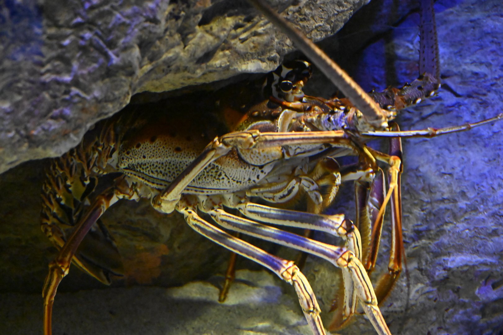 Spineless - Caribbean Spiny Lobster (Panulirus argus)
