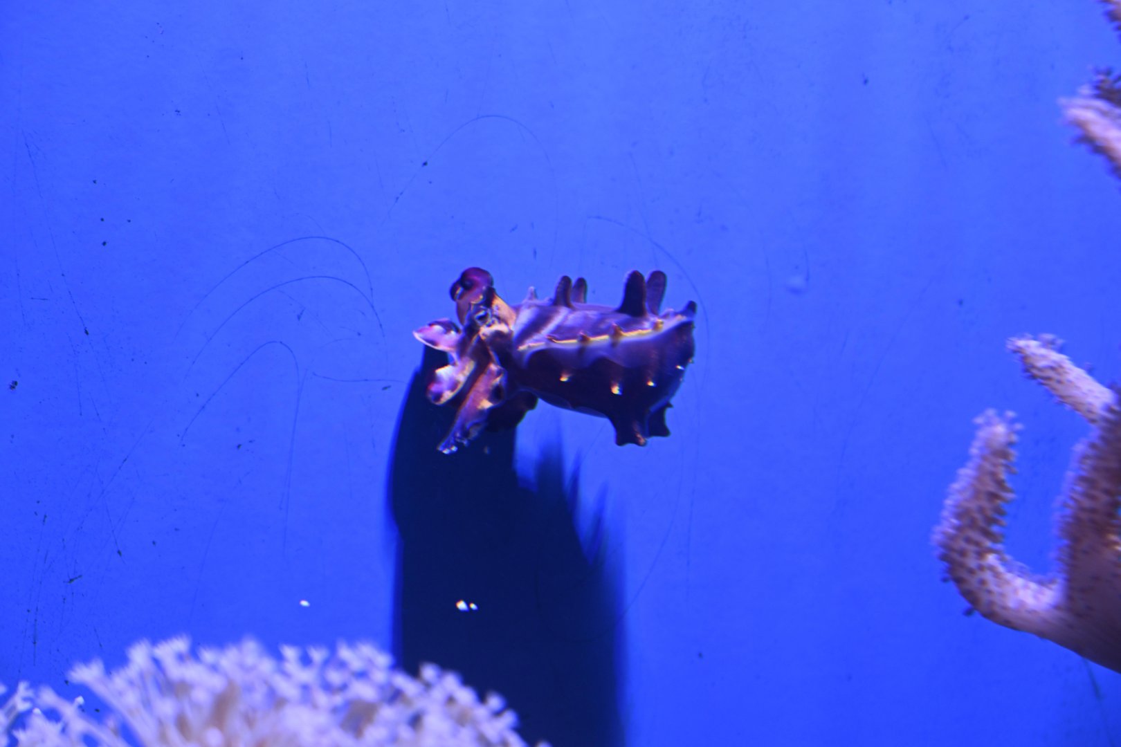 Spineless - Flamboyant Cuttlefish (Ascarosepion pfefferi)
