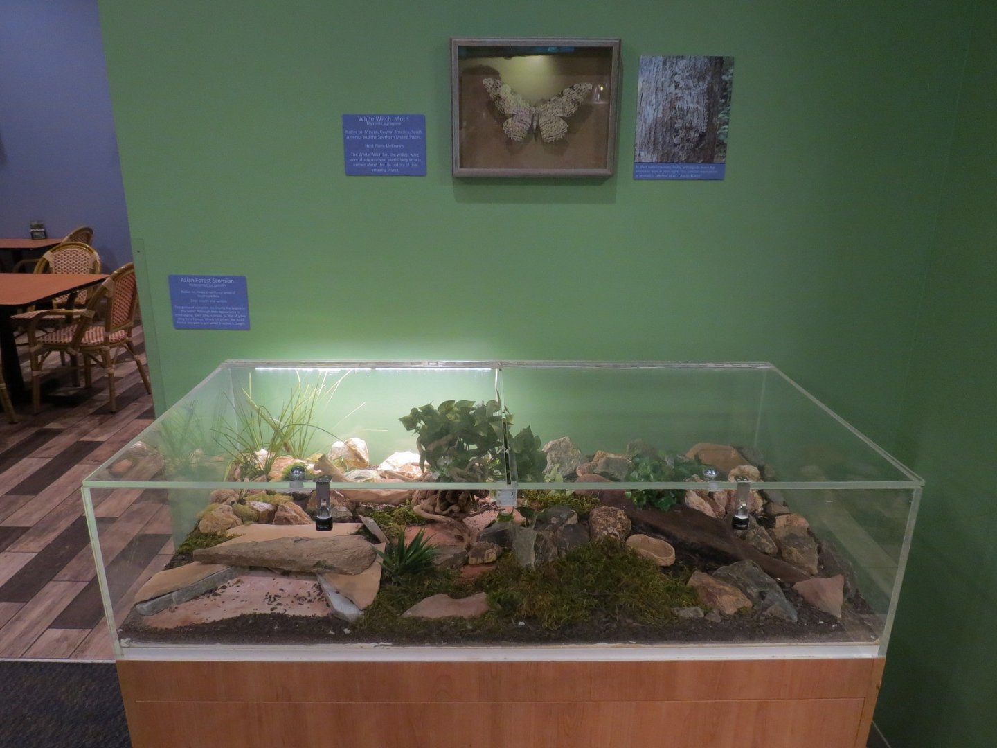 Spineless Giants - Asian Forest Scorpion Exhibit