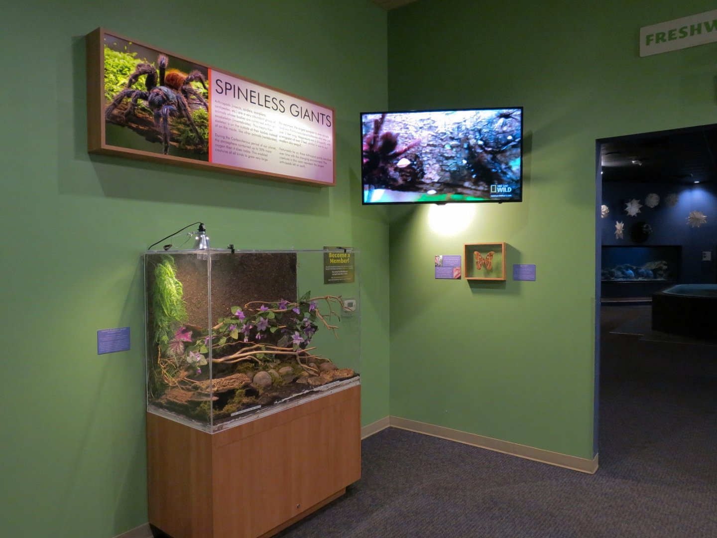 Spineless Giants - Goliath Birdeater Spider Exhibit