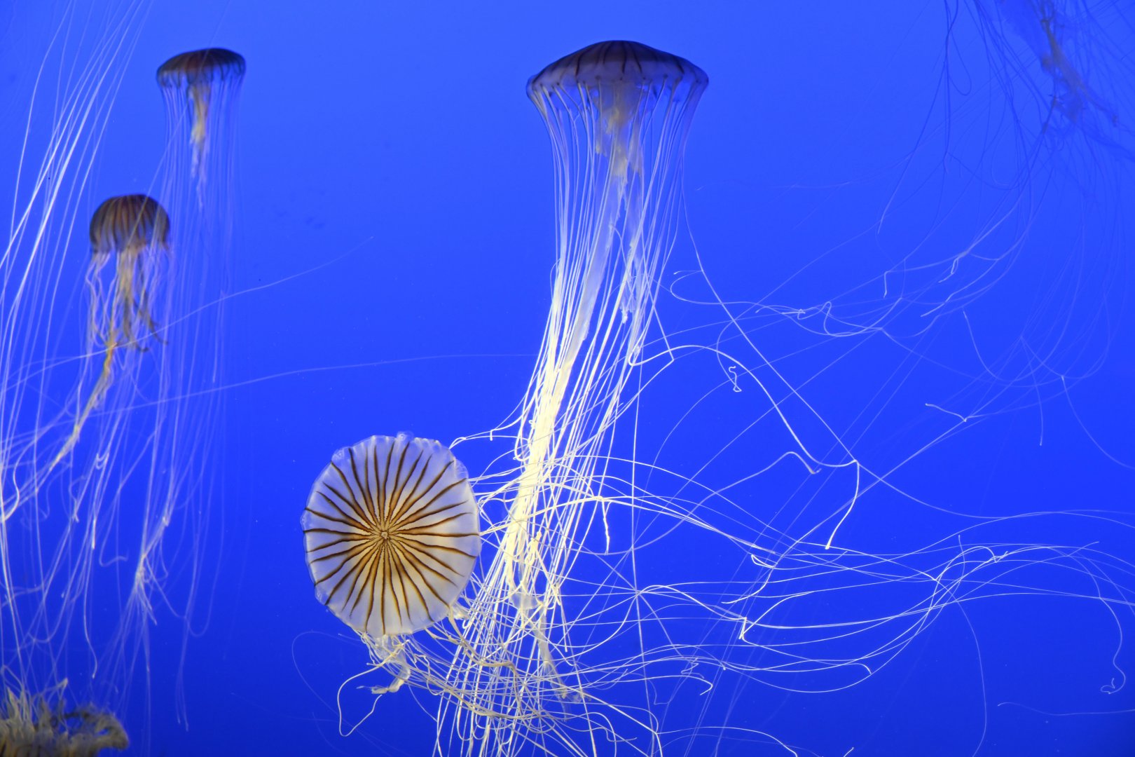 Spineless - Japanese Sea Nettle (Chrysaora pacifica)