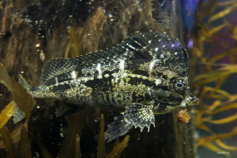 Spinenose horsefish (Congiopodus spinifer)