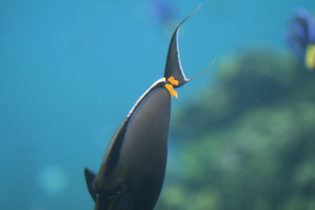 Spines on Orange-spined Surgeonfish