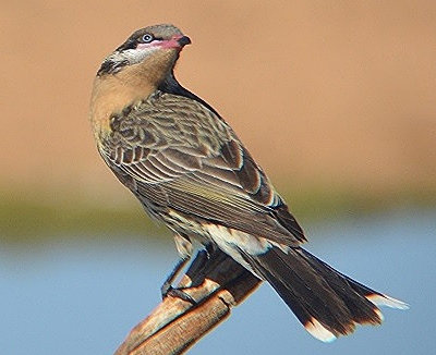 Spiney-cheeked honeyeater