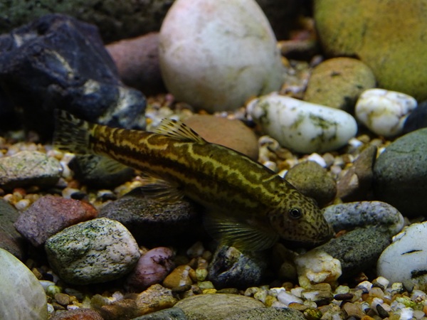 Spiney-headed hillstream loach (Gastromyzon ocellatus)