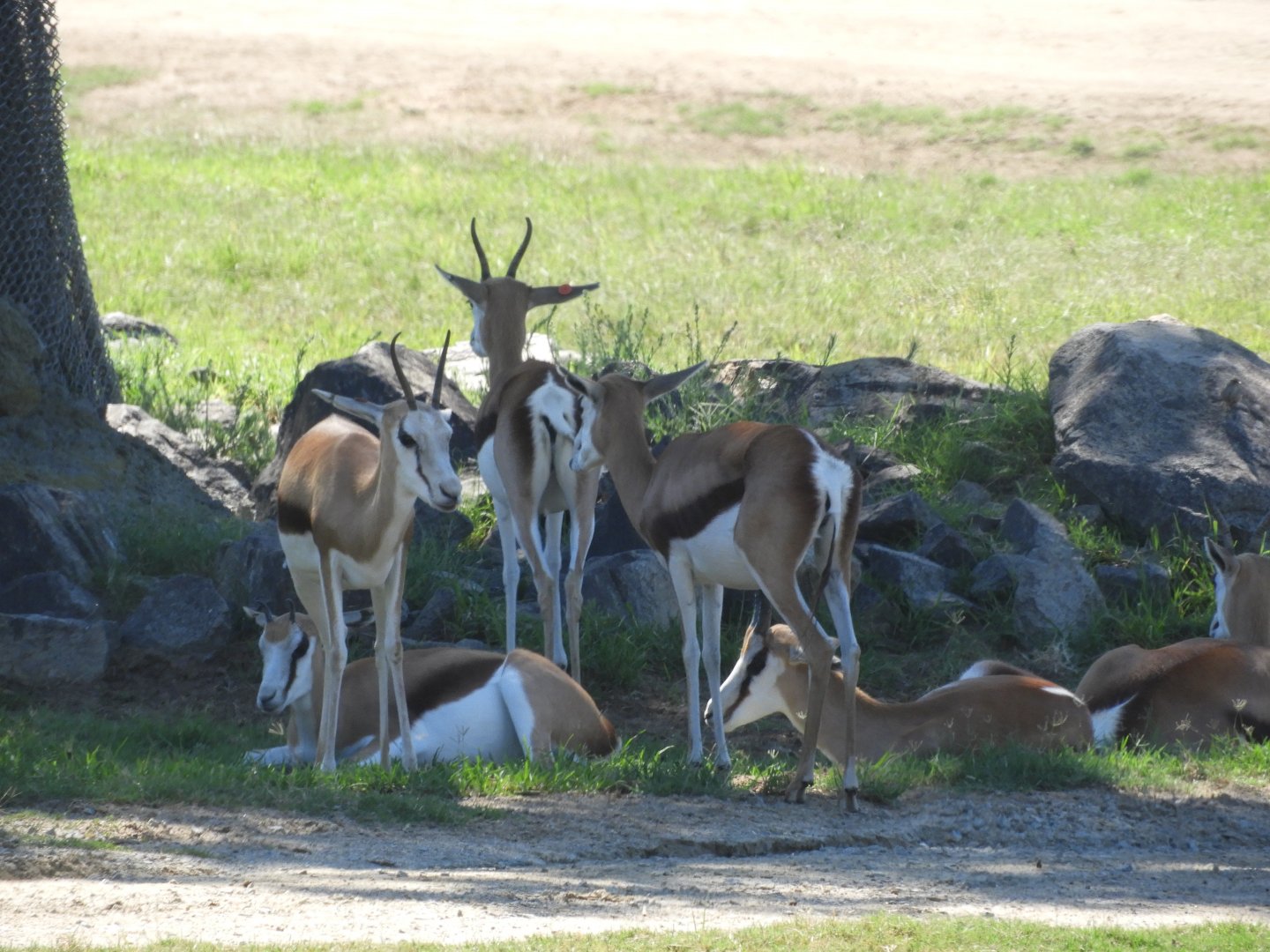 Spingbok