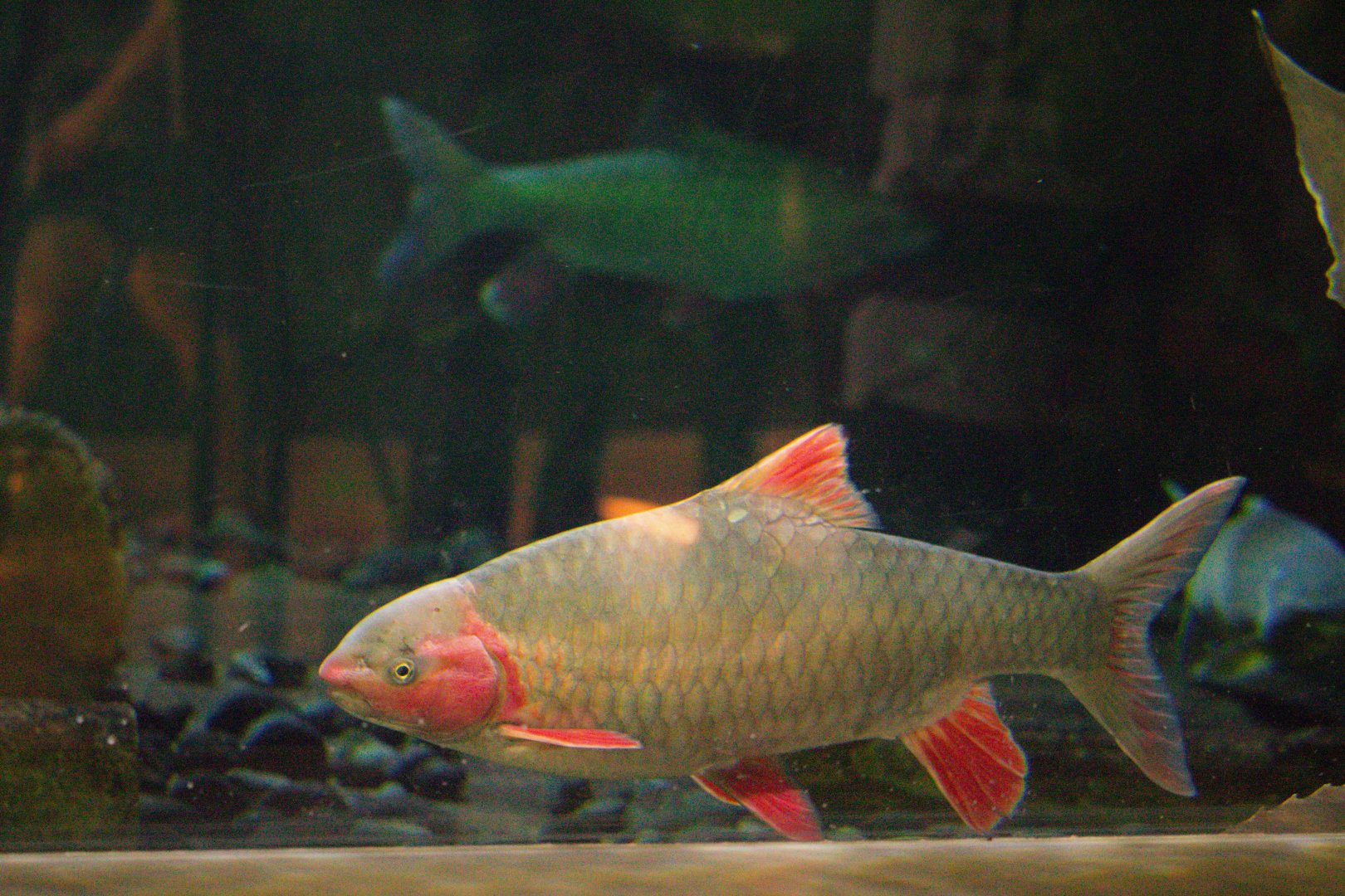 Spinibarbus denticulatus / 'Phoenix Barb'