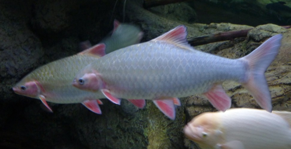 Spinibarbus denticulatus