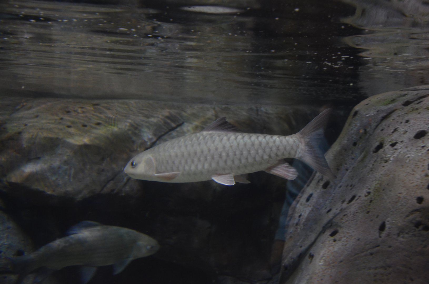 Spinibarbus hollandi