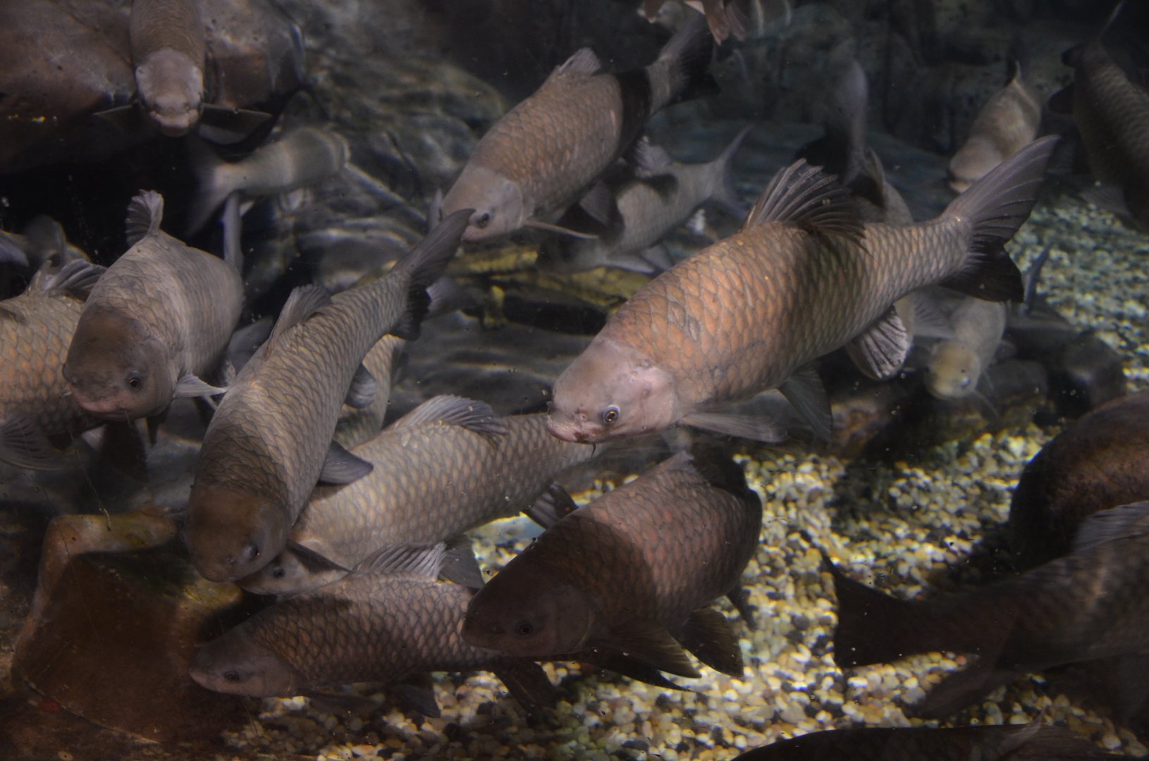 Spinibarbus sinensis