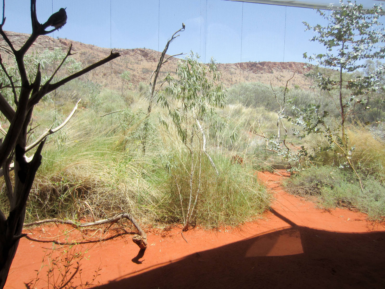 Spinifex Aviary