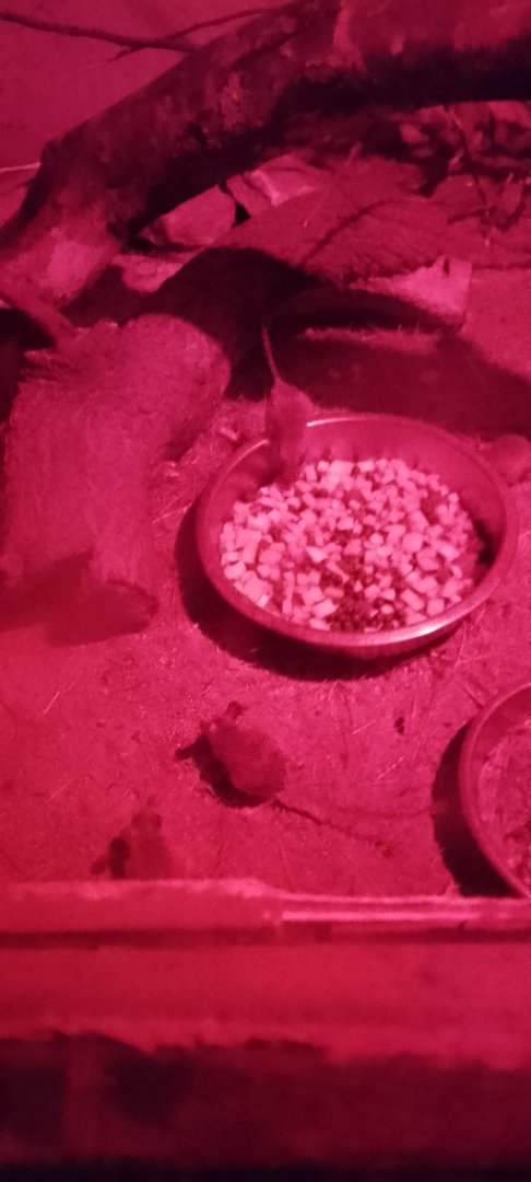 Spinifex hopping mice 120425