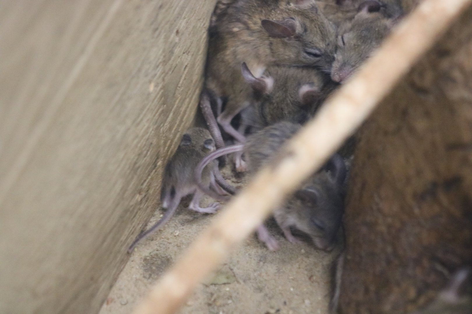 Spinifex Hopping Mice and Baby
