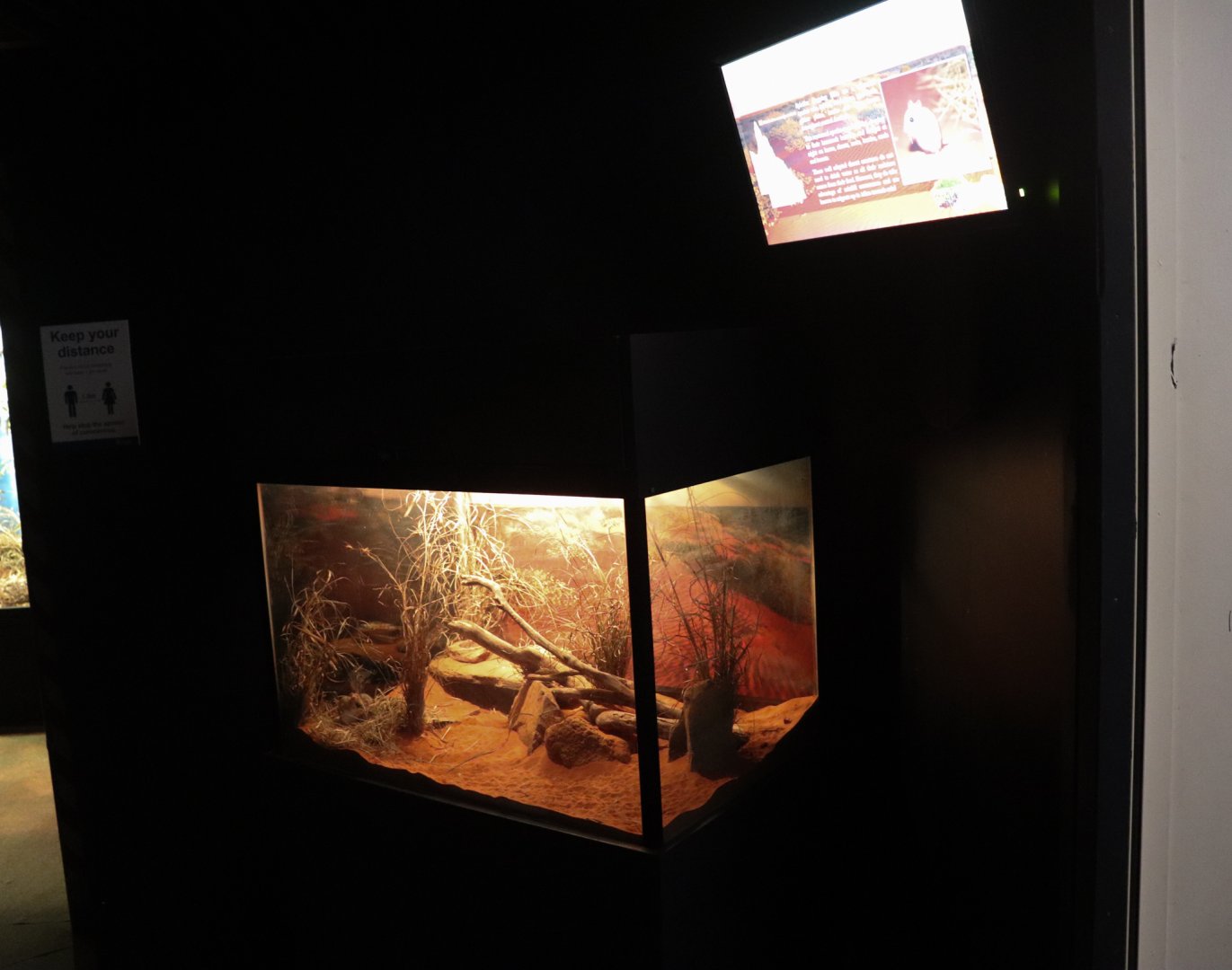 Spinifex Hopping Mice Enclosure