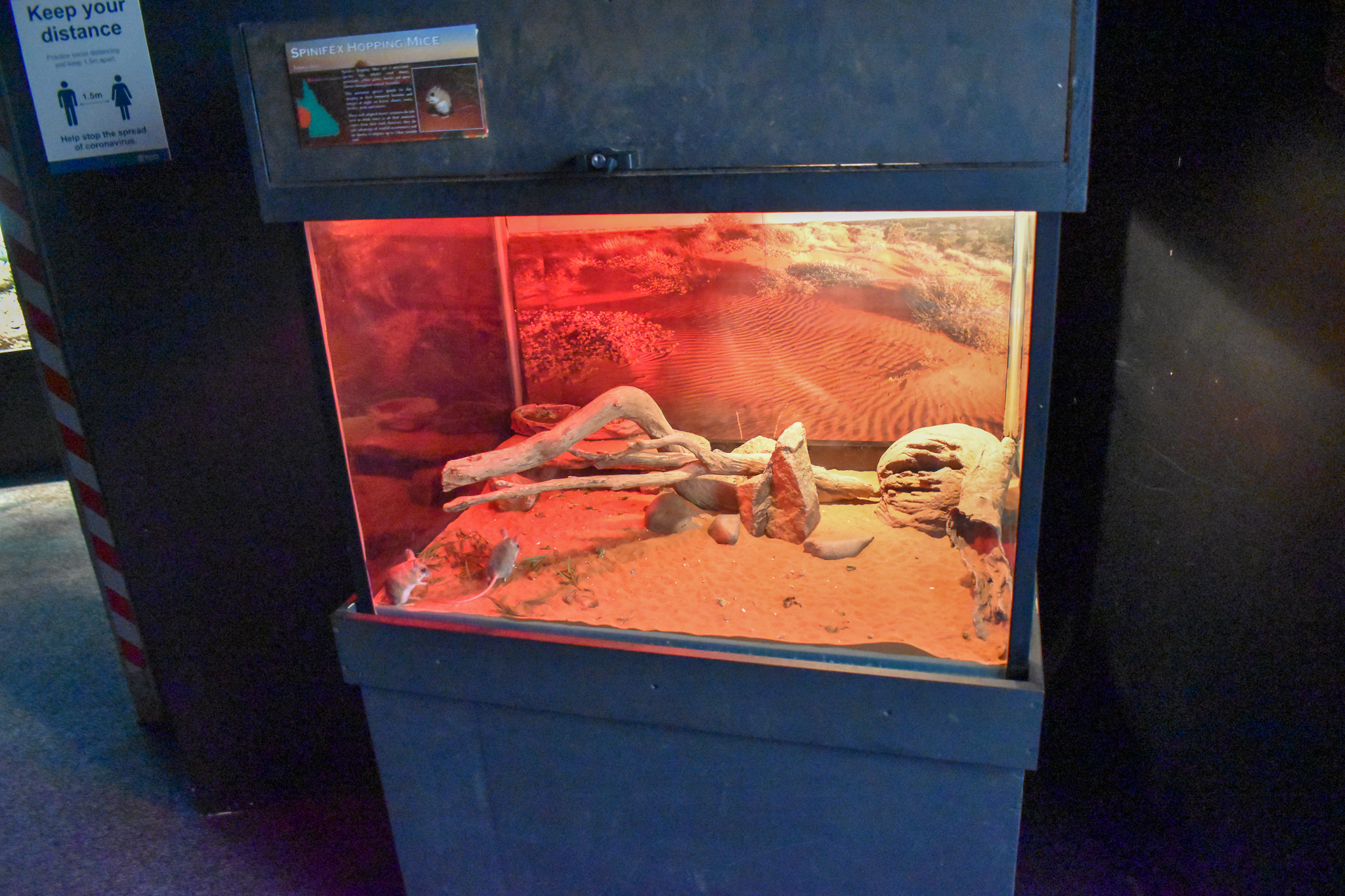 Spinifex Hopping Mice Enclosure