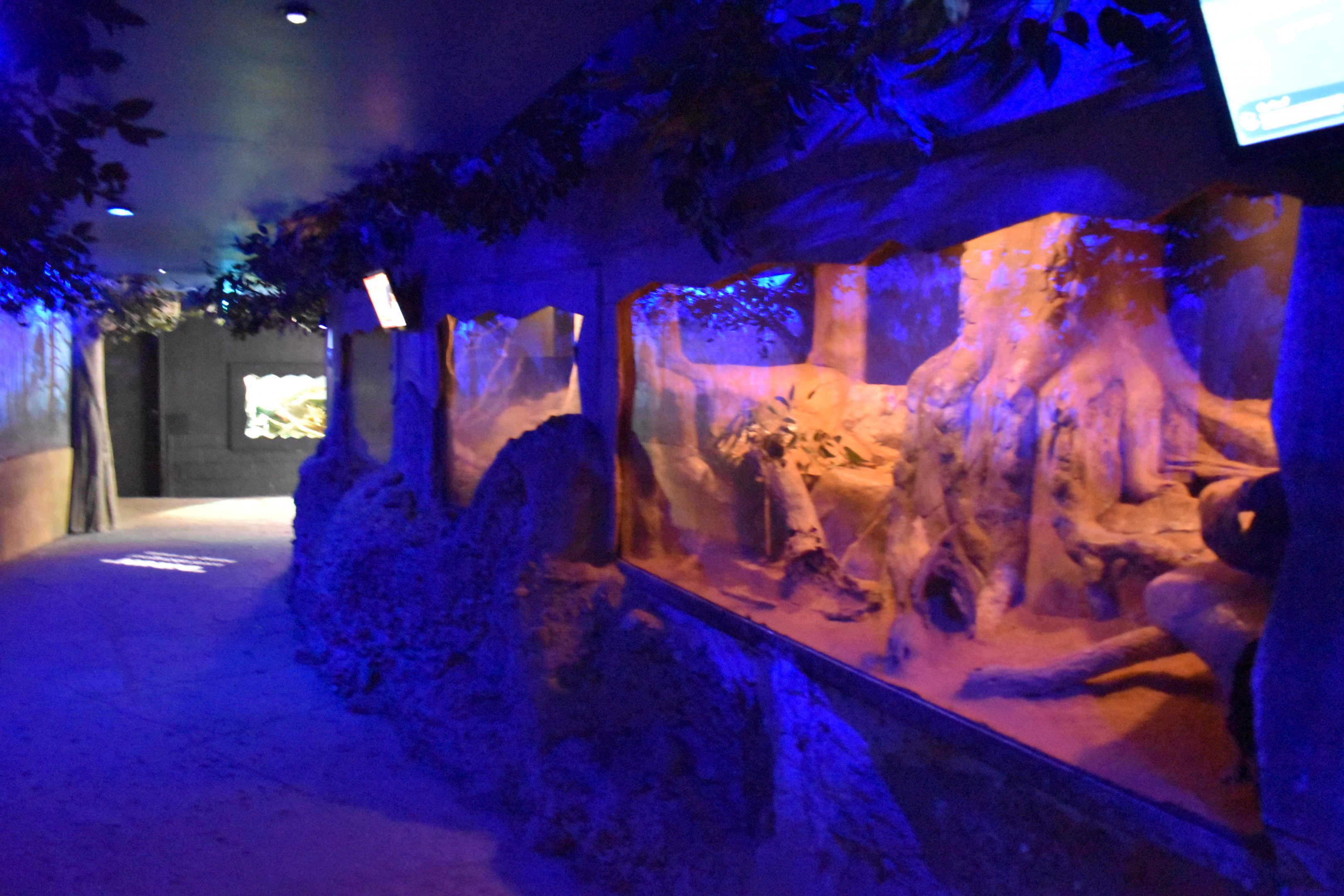 Spinifex Hopping Mice Enclosure