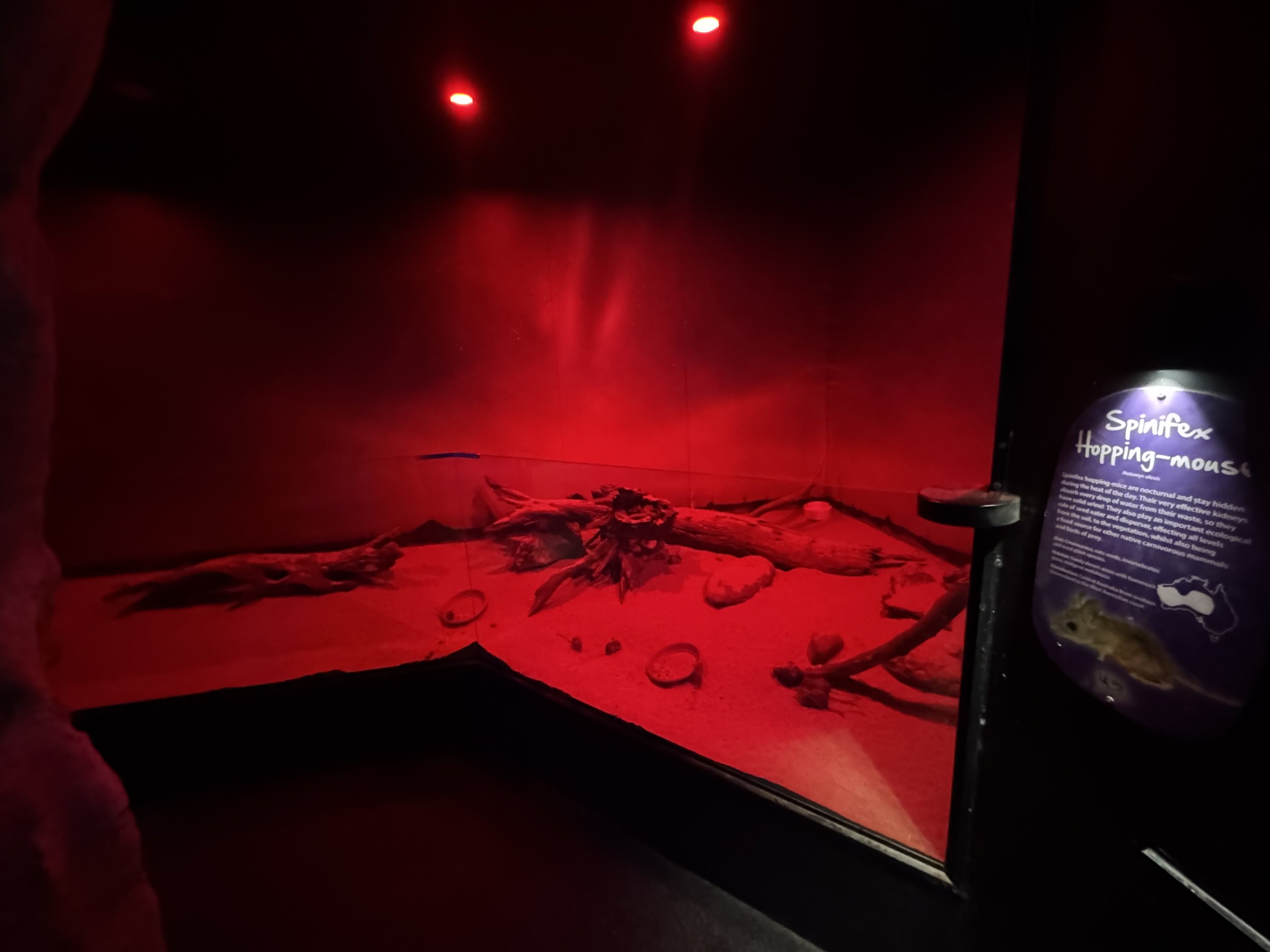 Spinifex Hopping Mice enclosure
