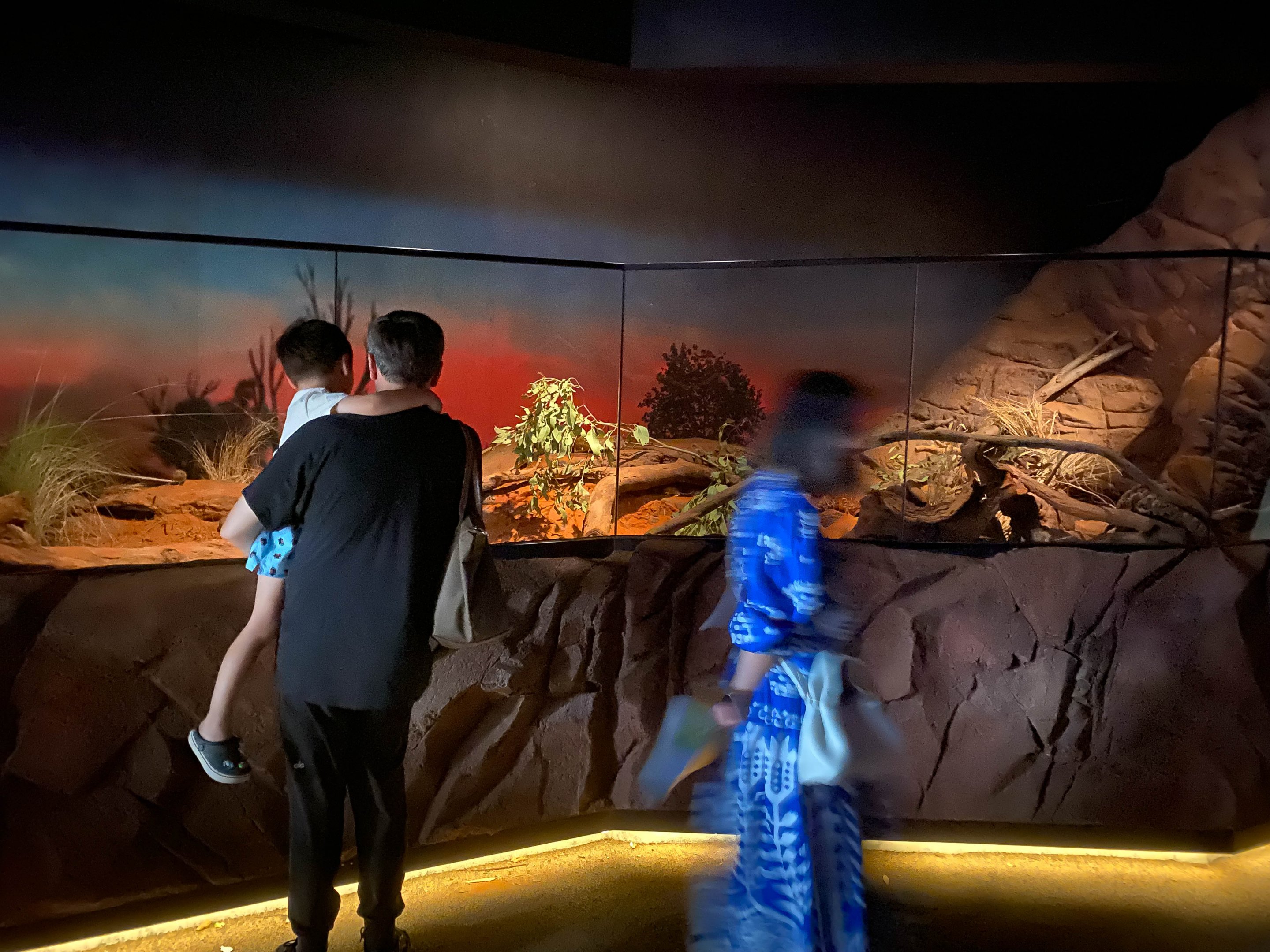 Spinifex Hopping Mice exhibt