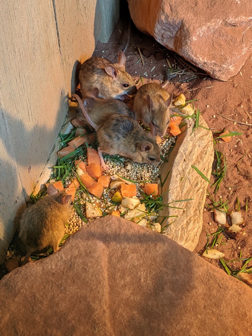 Spinifex hopping mice - Hamerton - 3/6/19