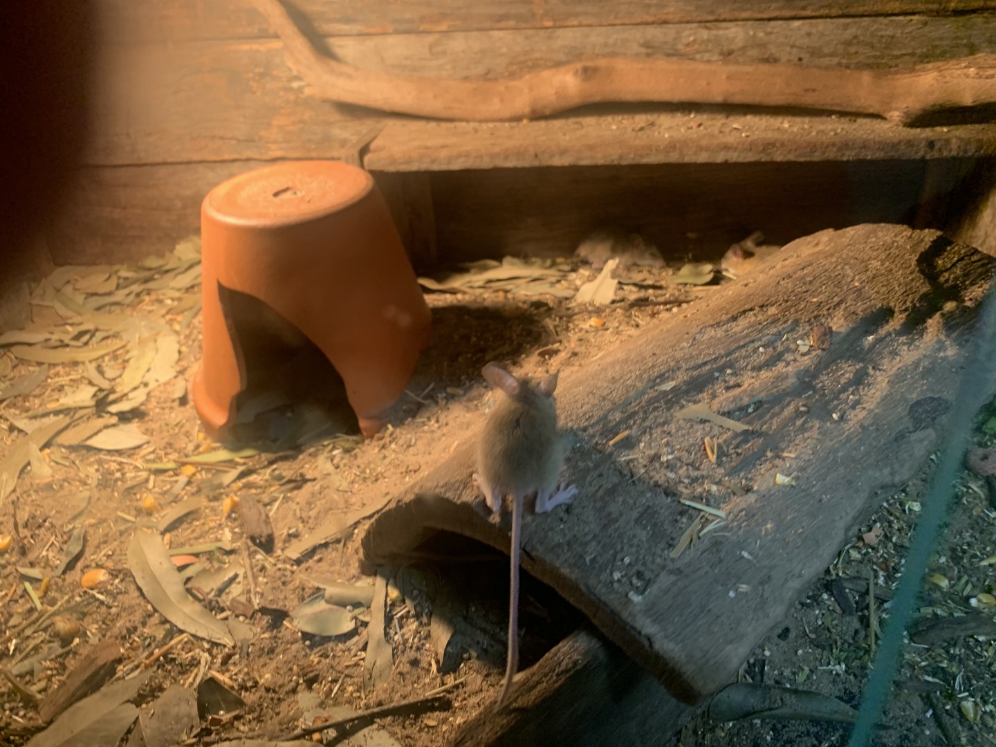 Spinifex Hopping Mice in the 'Dragon House'