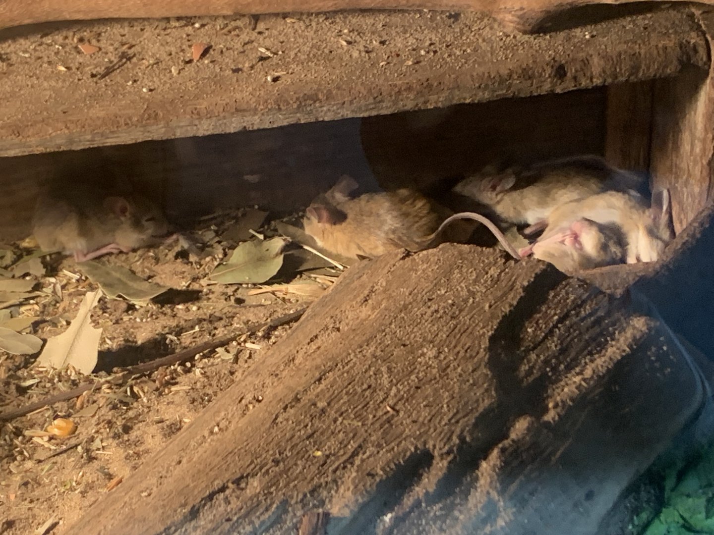 Spinifex Hopping Mice in the 'Dragon House'